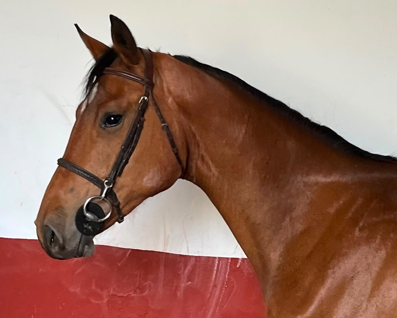 horse